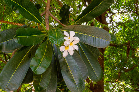 Booming yellow and white frangipani or plumeria, spa flowers with green leaves on their tree in...