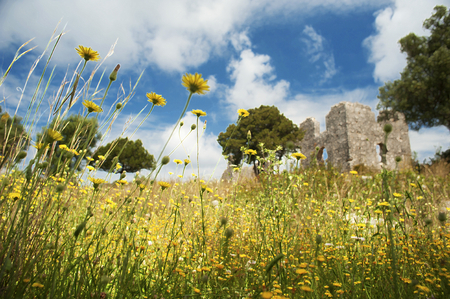 The ruins of a Byzantine church overgrown with daisies on the north coast of the Greek island of Kefalonia. Art filters and shallow depth of field have been added to create a dreamy soft focus effect.の写真素材
