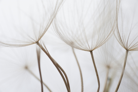 Dream like macro image of dandelion seed heads with detailed lace-like patterns and soft focus filter effect; Kefalonia, Greece.の写真素材
