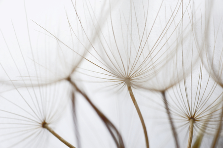 Dream like macro image of dandelion seed heads with detailed lace-like patterns and soft focus filter effect; Kefalonia, Greece.の写真素材