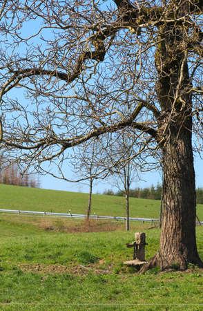 Drinking place in the pasture under a treeの写真素材