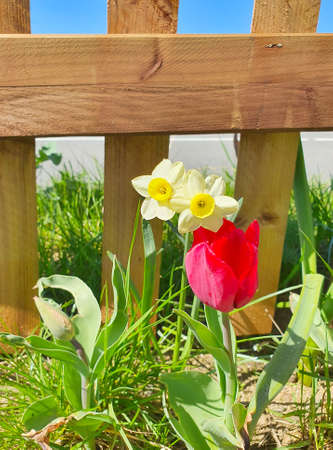 Flowers in front of a fence, Tulip and daffodilの写真素材