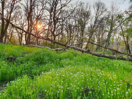 A field with flowers in the spring with sunsetの写真素材