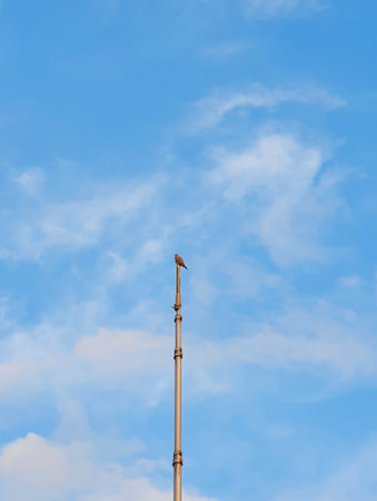 Raptor at the top of a poleの写真素材