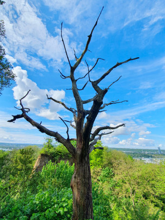 Dead Branch in front of Blue Skyの写真素材