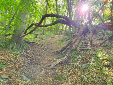 Dead Tree in the forest get shine by the sunlightの写真素材