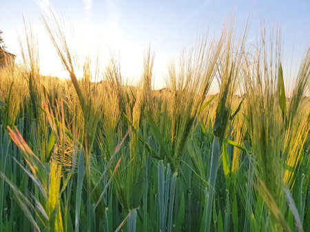 Spikes in a grain field illuminated with sunlightの写真素材