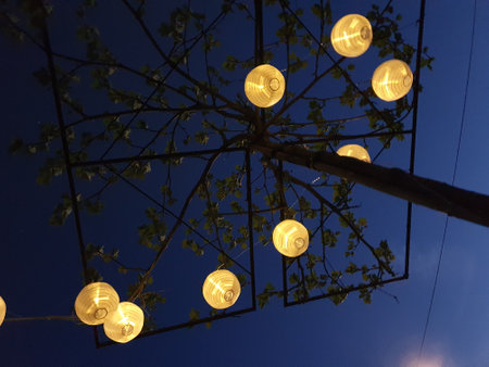 Fairy lights in a tree with night sky in the backroundの写真素材