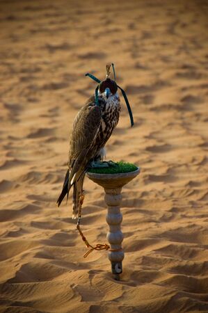A hooded falcon waiting to take flight