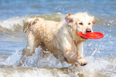 Golden Retriever has fun on the beachの写真素材