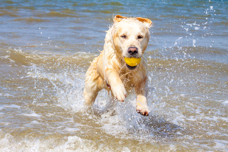 Golden Retriever runs through the North Seaの写真素材