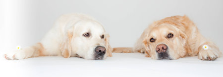 Two Golden Retriever