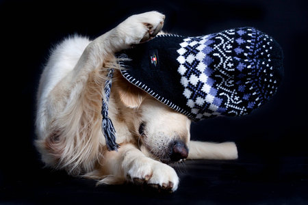 Funny Golden Retrieverの写真素材