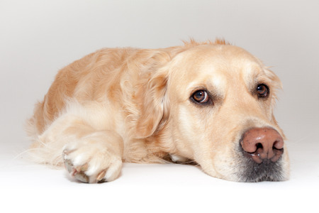 Golden Retriever in the photo studioの写真素材