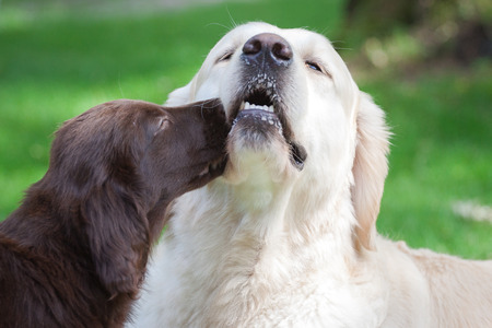 Flat-Coated Retriever Puppy plays with a Golden Retrieverの写真素材