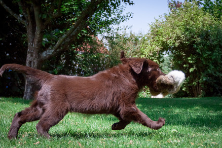 Young Flat-Coated Retriever Puppyの写真素材