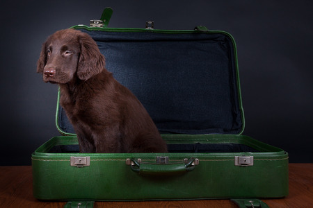 Flat Coated Retriever Puppy goes on holidayの写真素材