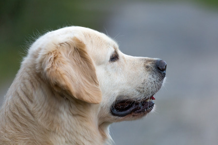 Young Golden Retriever boyの写真素材