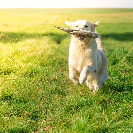Golden retriever retrieves a goose wingの写真素材