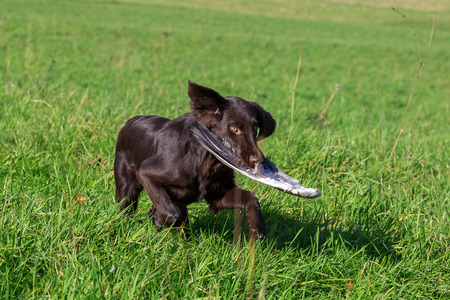 Young dog retrieves a goose wingの写真素材