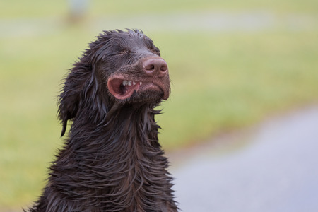 Flat Coated Retriever blown like the windの写真素材