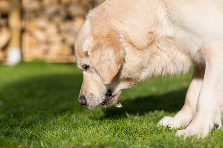 Dog eats a small herringの写真素材