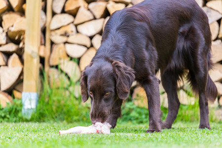 Flat Coated Retriever eats a chickenの写真素材