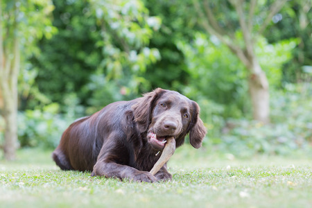 Flat Coated Retriever eats a deer legの写真素材
