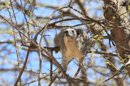 DAMAN DU ROCHER SERENGETI PARK TANZANIE - THE SERENGETI PARK TANZANIA ROCK HYRAXの写真素材