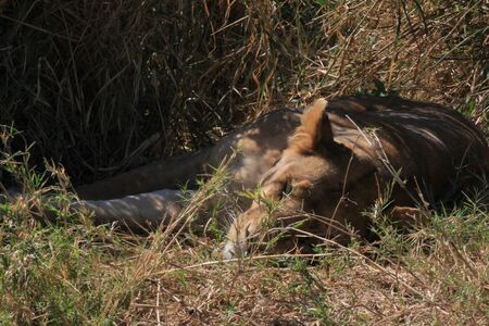 LIONNE AU REPOS SEREGENTI PARK TANZANIE - LIONESS RESTING SEREGENTI PARK TANZANIAの写真素材