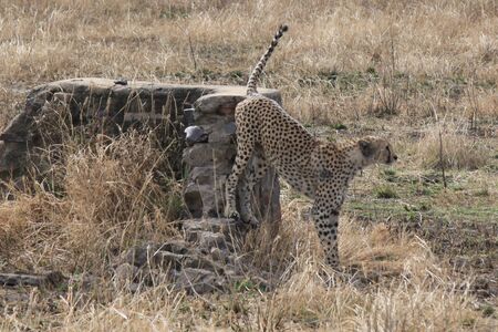 COUPLE GUEPARDS SERENGETI PARK TANZANIE - COUPLE CHEETAHS SERENGETI PARK TANZANIAの写真素材