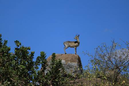 OREOTRAGUE SERENGETI PARK TANZANIE- KLIPSPRINGER SERENGETI PARK TANZANIAの写真素材