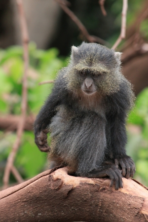 BLUE MONKEY  MANYARA LAKE PARK TANZANIE