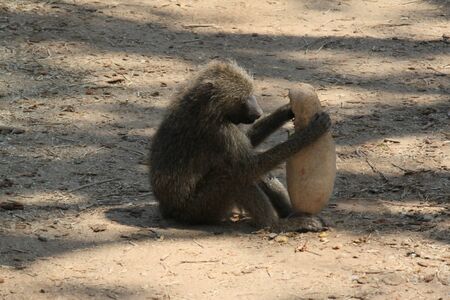 BABOUIN ET FRUIT DE L ARBRE A SAUCISSE TARANGIRE PARK TANZANIE - BABOON AND FRUIT OF THE TREE HAS SAUSAGE TARANGIRE PARK TANZANIAの写真素材