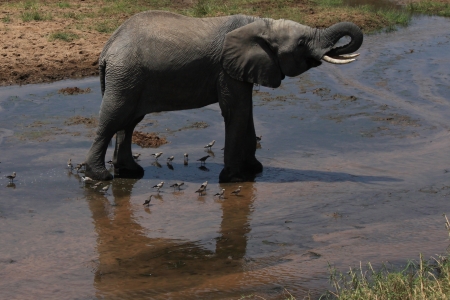 ELEPHANT TARANGIRE PARK TANZANIEのeditorial素材