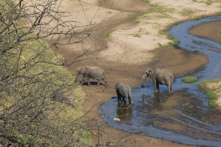 ELEPHANT NEAR A STREAM IN TARANGIRE TANZANIA PARKの写真素材