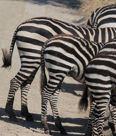 TRIO OF ASSES OF ZEBRAS IN TARANGIRE TANZANIA PARKの写真素材