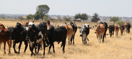 HERD OF ZEBU IN TARANGIRE TANZANIA PARKの写真素材