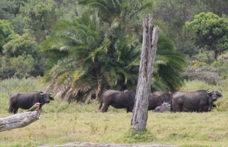 BUFFALO AND BEE EATER NEAR MOMELLA CHECKPOINT IN ARUSHA PARK TANZANIAの写真素材