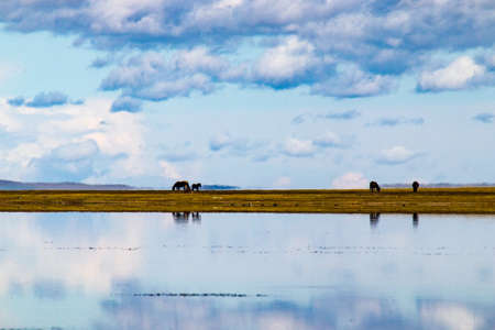 Autumn, grasslands, lakes, wetlands and horses, in the Hulunbuir prairie.の写真素材