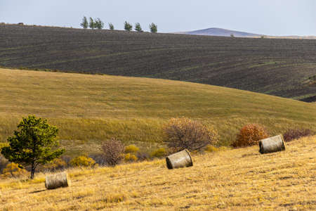 Hulunbuir prairie in autumn.の写真素材