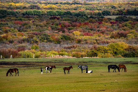 The Hulunbuir Prairie is the birthplace of the Mongolian nation, and the locals still love to raise horses.の写真素材