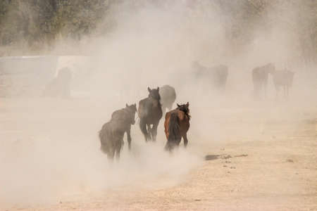 The main occupation of Kazakh herders from generation to generation is to raise horses. There are many more horses on the grasslands than cattle and sheep.の写真素材
