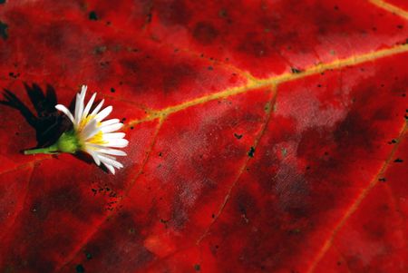 Closeup of red autumn leaf and tiny white flower