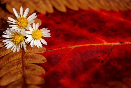 Close up detail of vibrant autumn foliage の写真素材