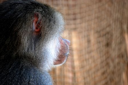 Profile of a baboon showing very human like featuresの写真素材
