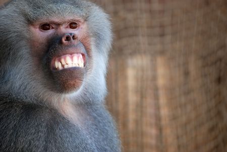 Trained baboon giving a big smileの写真素材