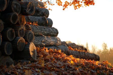 Stack of chopped logs covered in fallen leaves and early morning sunlightの写真素材
