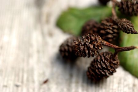 Macro detail of alder cones arranged over a textured wooden backgroundの写真素材
