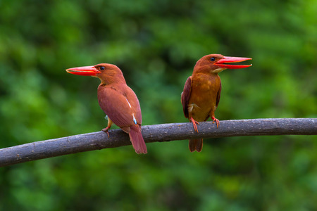 Double Ruddy Kingfisher on perchの写真素材
